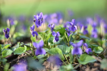 Blühende Veilchen (Viola)