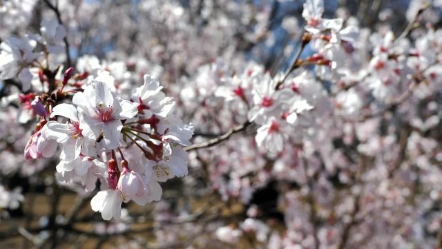春の日本の桜と花見
