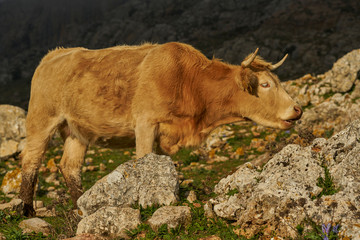 cattle ruminating in the Torcal de Antequera, Málaga. Spain