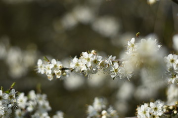 Schlehdorn-Blüten (Prunus spinosa)
