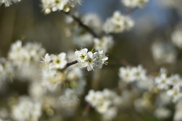 Obraz premium Schlehdorn-Blüten (Prunus spinosa)