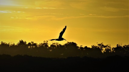 silhouette of bird in sunset