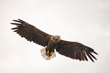 Seeadler 01