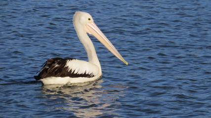 Fototapeta na wymiar Pelican on a lake