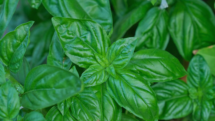 Foglie di basilico nell'orto