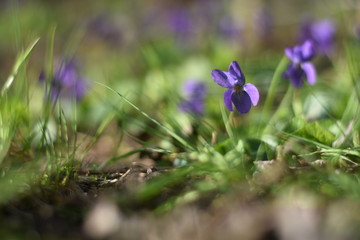 Blühende Veilchen (Viola)