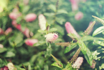 Fototapeta premium Abstract macro photo of a flower on a natural background.