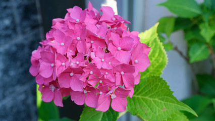 Ortensia rosa e foglie verdi in un giardino