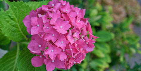 Ortensia rosa e foglie verdi in un giardino