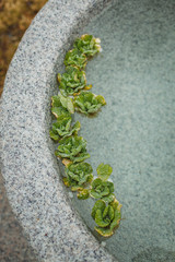 horseshoe on the wall