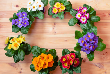 Frame made of colorful primula flowers on wooden background. Spring Easter background. Top view, copy space.