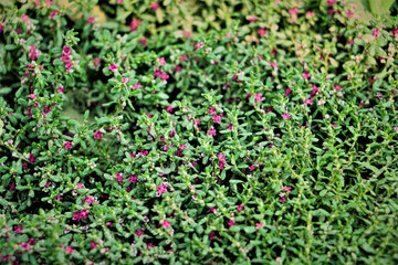 little pink flowers in the garden 