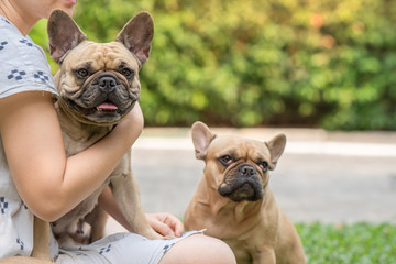 French bulldog sitting on owners lap at garden.