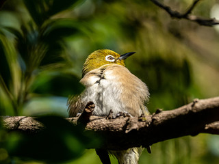 Japanese white-eye perched in a tree 11