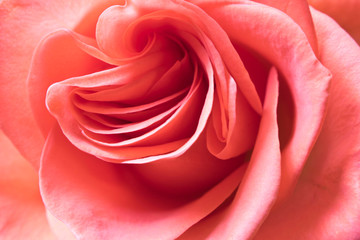 Fresh beautiful rose. Close up. Concept image for a greeting card. Abstract background pink Bud.