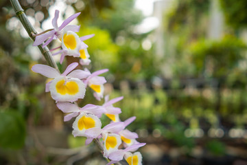 Blossom Dendrobium primulinum Laos orchid