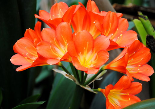 Close up of the big orange trumpet-shaped flowers of Natal lily or bush lily (Clivia miniata ), native to southern Africa 