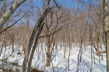 Fototapeta premium Towada Hachimantai National Park in winter