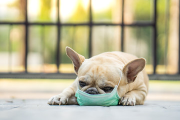 Dog wearing medical face mask lying on the ground.