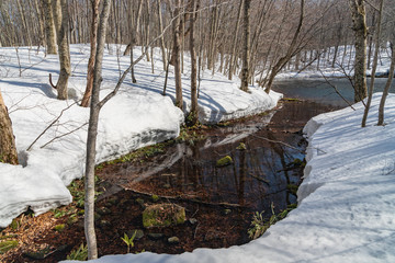 Fototapeta na wymiar Towada Hachimantai National Park in winter
