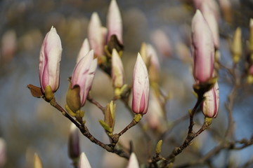 Fototapeta na wymiar Close up of delicate white pink Magnolia blossom at Magnolia tree in spring 