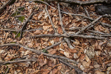 autumn leaves covered roots