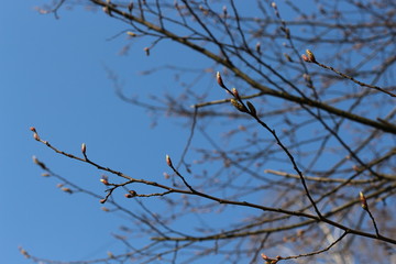  The buds are swollen in the trees and young leaves will appear soon