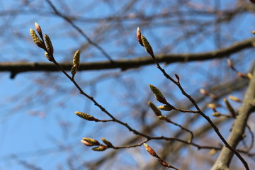  The buds are swollen in the trees and young leaves will appear soon