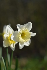 Naklejka na ściany i meble Narzissen (Narcissus)