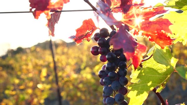 Ripe juicy bunch of red grapes on a vine. Harvesting season. Growing Organic Grapes. Sunset rays and lens flare. Vineyard in autumn