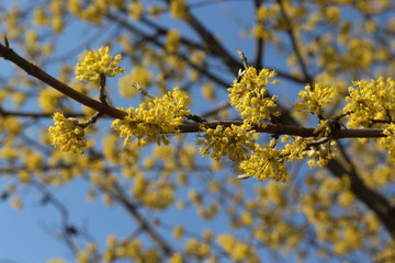  Dogwood blooms with bright yellow flowers in early spring in the garden