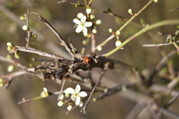 Marienkäfer (Coccinellidae)