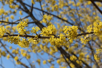  Dogwood blooms with bright yellow flowers in early spring in the garden