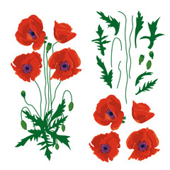 Fototapeta premium Hand drawn poppy flowers. Floral design element. Isolated on white background. Vector illustration