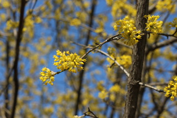  Dogwood blooms with bright yellow flowers in early spring in the garden