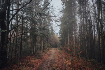 Dormant Carpathian Forest, Carpathian Falls