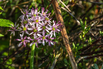 Allium flower head with dew drops on petals close-up