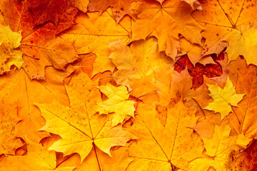 Autumn leaves background. Orange, red, yellow maple leaves. Fall season