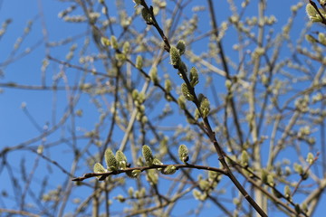  Fluffy cat-like flowers bloomed on a willow tree in early spring