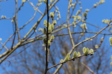  Fluffy cat-like flowers bloomed on a willow tree in early spring