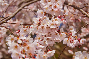桜の花２
