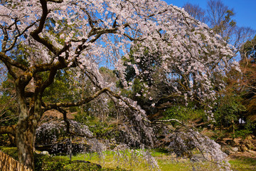 枝垂れ桜５