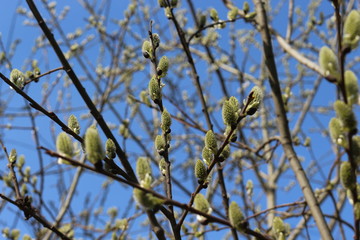  Fluffy cat-like flowers bloomed on a willow tree in early spring