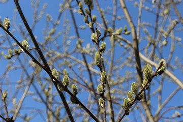  Fluffy cat-like flowers bloomed on a willow tree in early spring