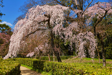 枝垂れ桜４