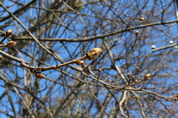The buds are swollen on horse chestnut and young leaves appear soon