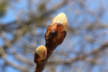 The buds are swollen on horse chestnut and young leaves appear soon