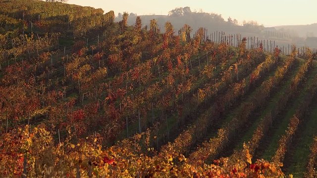 Viticulture in Piedmont, Italy, between Langhe and Roero