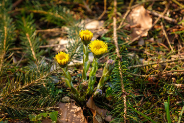 Im Frühling im Wald gelb blühender Huflattich (lat.: Tussilago farfara)