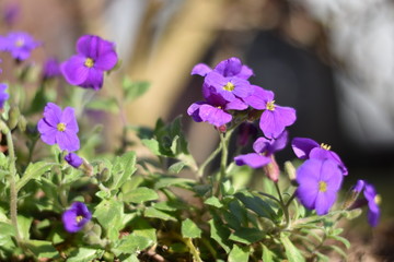 Blühende Blaukissen (Aubrieta)